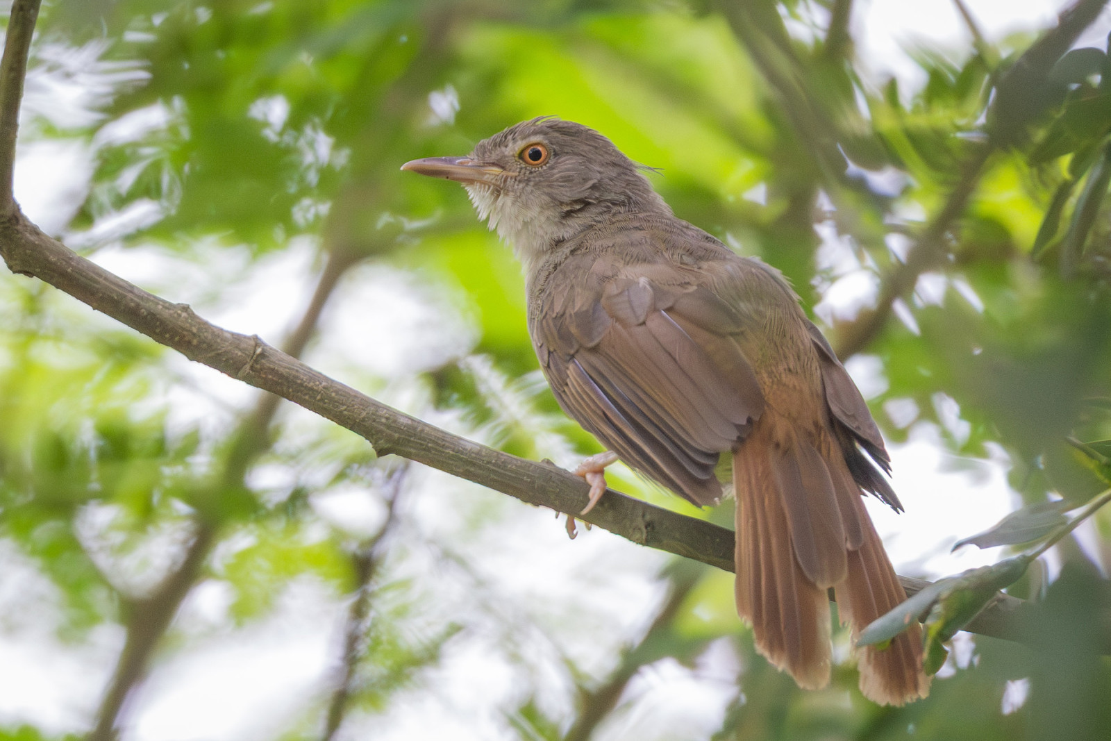 image Grey-olive Greenbul